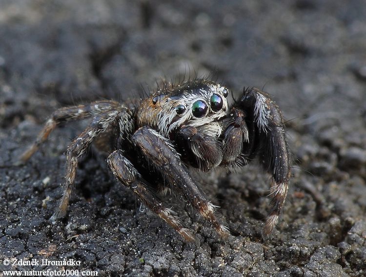 , Evarcha arcuata, Salticidae (Spiders, Arachnida)
